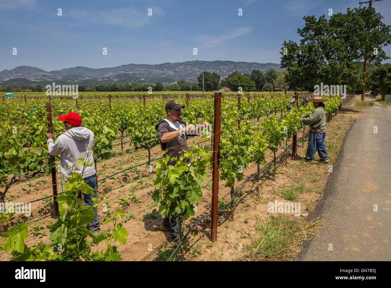 Weingut, Weinberg Arbeiter, aufbinden Weinreben, beschneiden Weinreben, Robert Biale Weinberge, große Ranch Road, Napa, Napa Valley, Kalifornien Stockfoto
