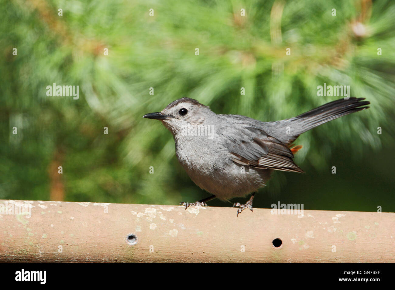 Graues Catbird (Dumetella Carolinensis) am Zaun, Edwin B. Forsythe National Wildlife Refuge, New Jersey, USA Stockfoto