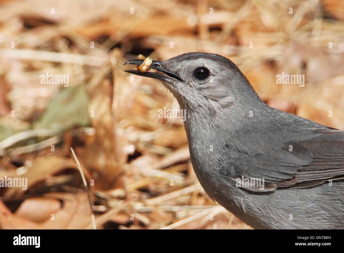 Graues Catbird (Dumetella Carolinensis) mit Beute, Edwin B. Forsythe National Wildlife Refuge, New Jersey, USA Stockfoto