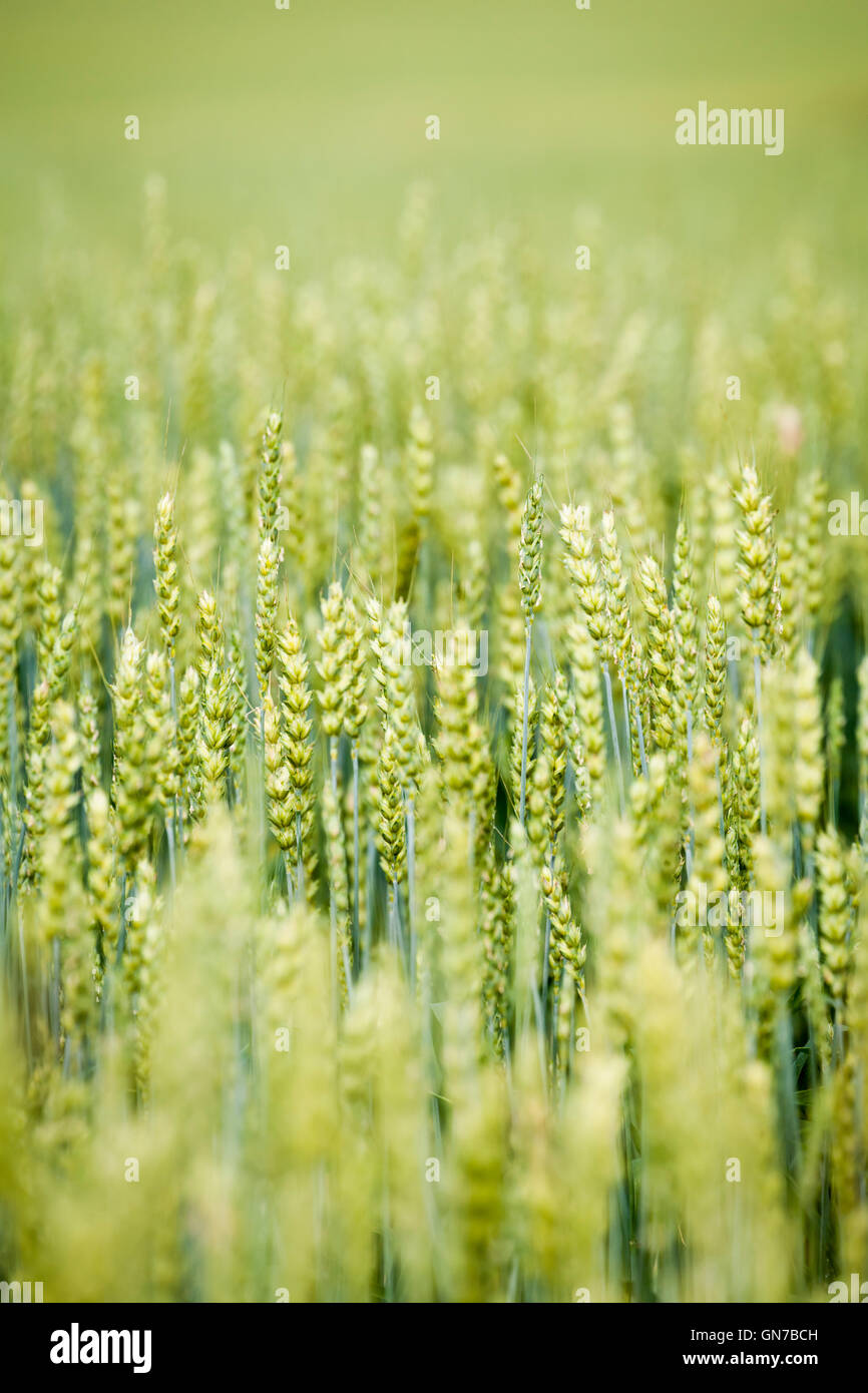 Weichweizen Stockfoto