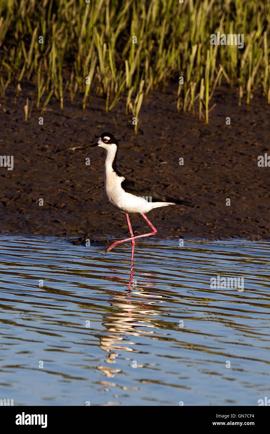 Palo Alto Baylands, Palo Alto, California, Vereinigte Staaten von Amerika Stockfoto