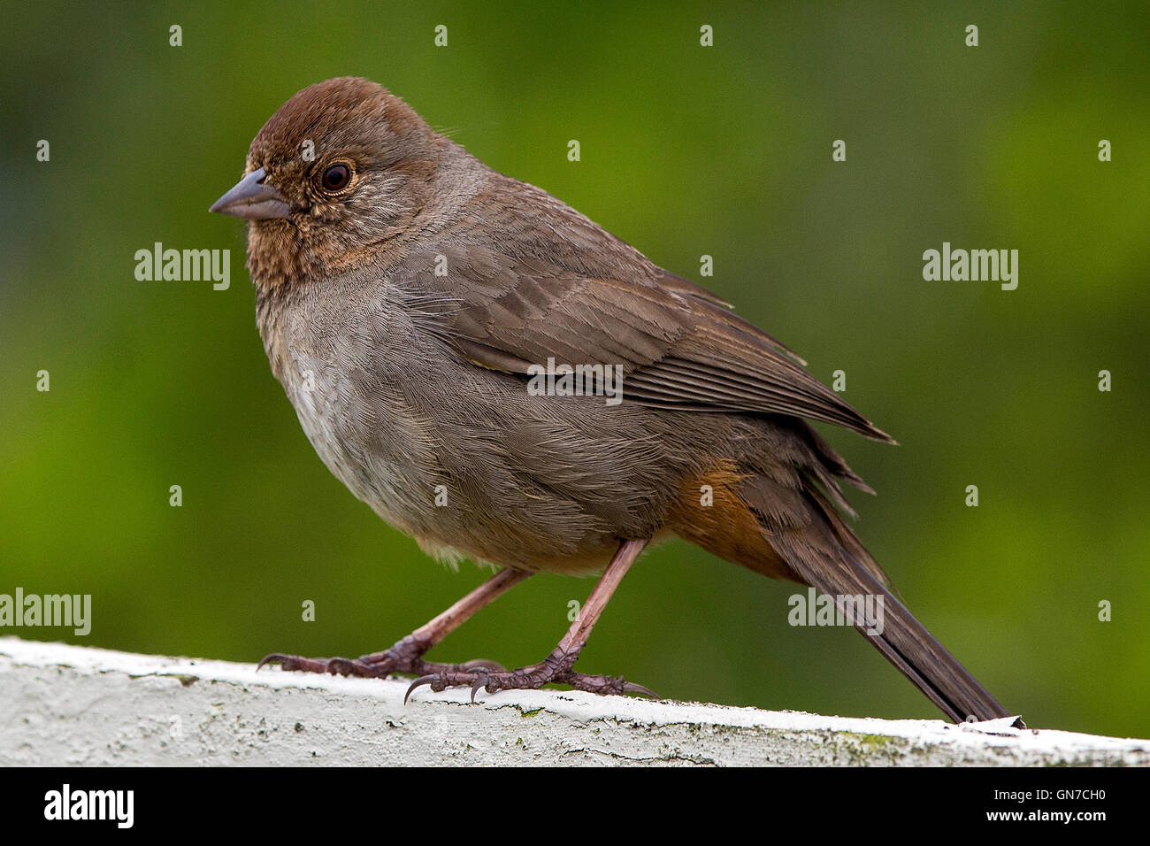 Haus Fink (Haemorhous Mexicanus), Palo Alto Baylands, Palo Alto, California, Vereinigte Staaten von Amerika Stockfoto