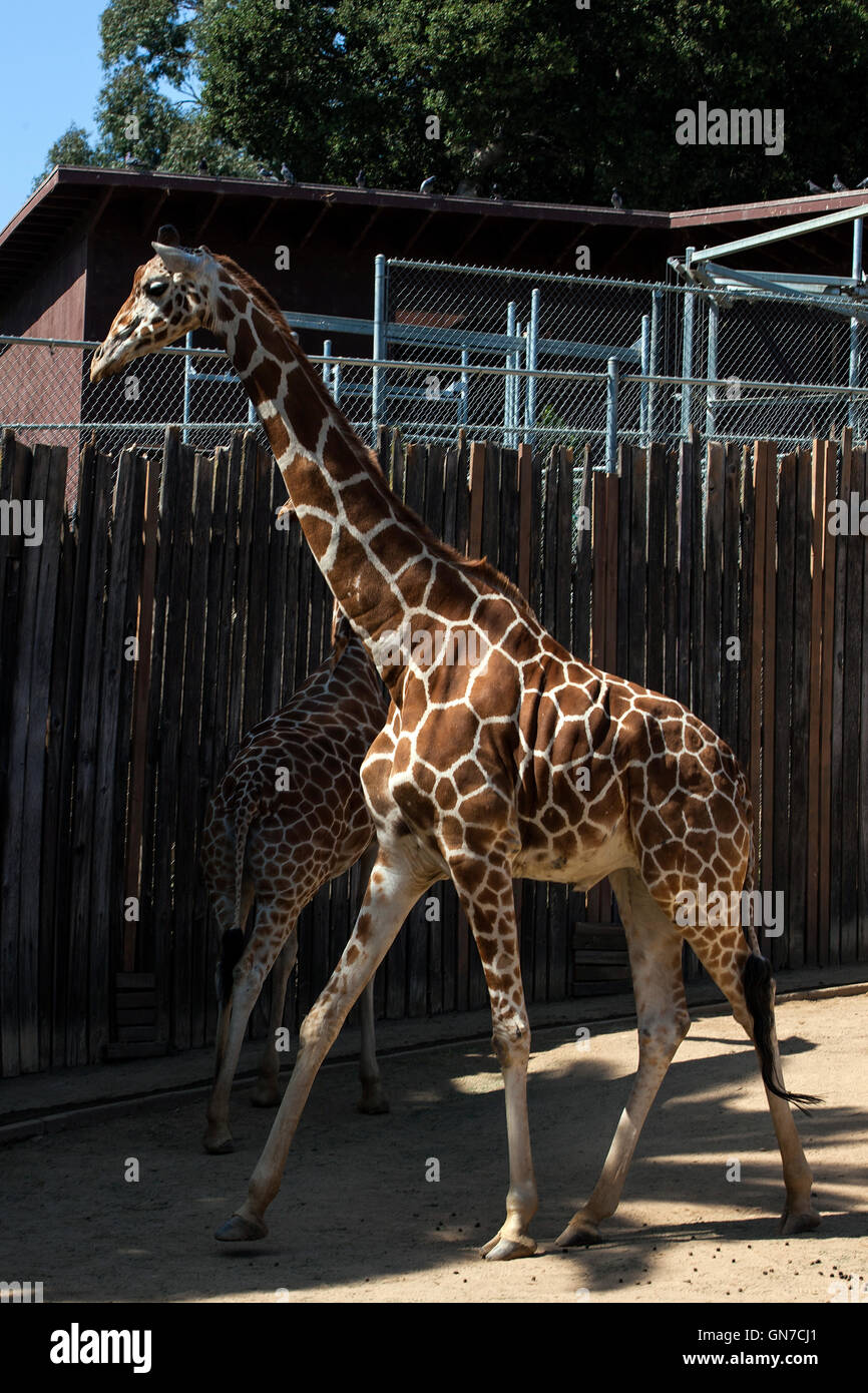 Retikuliert Giraffe (Giraffa Plancius Reticulata), Oakland Zoo, Oakland, California, Vereinigte Staaten von Amerika Stockfoto