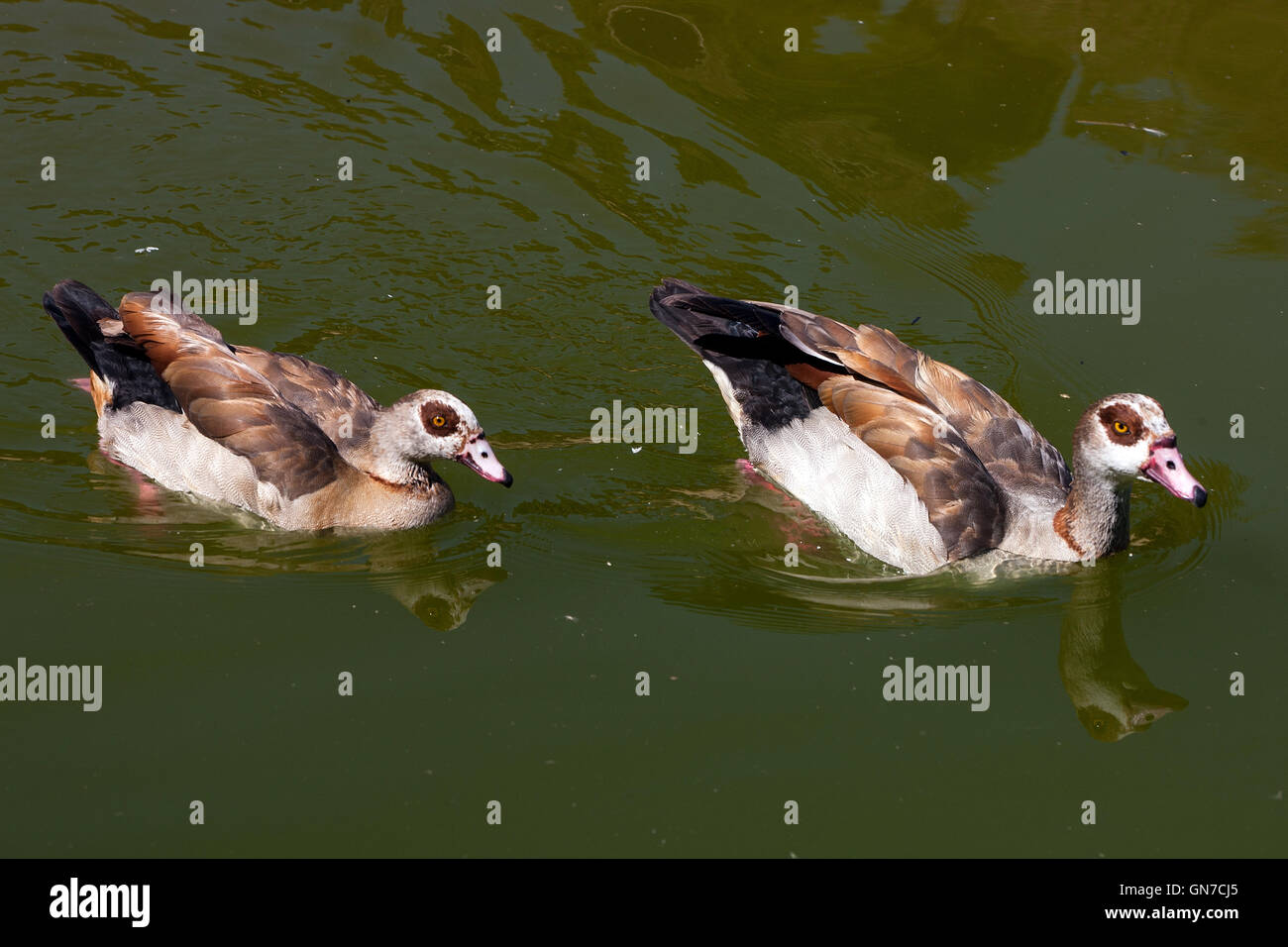 Nilgans (Alopaoche Aegyptiaca), Oakland Zoo, Oakland, California, Vereinigte Staaten von Amerika Stockfoto