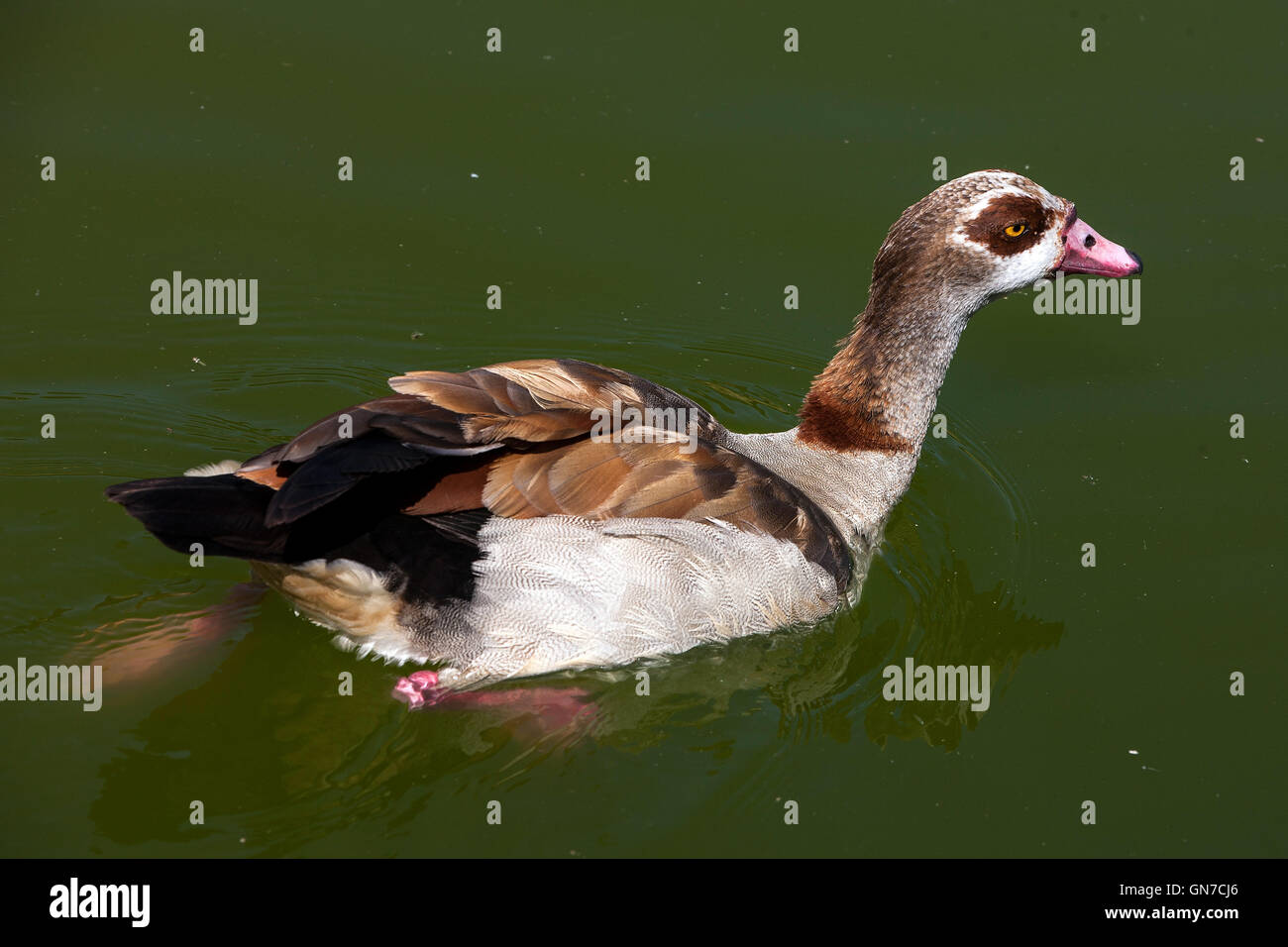 Nilgans (Alopaoche Aegyptiaca), Oakland Zoo, Oakland, California, Vereinigte Staaten von Amerika Stockfoto