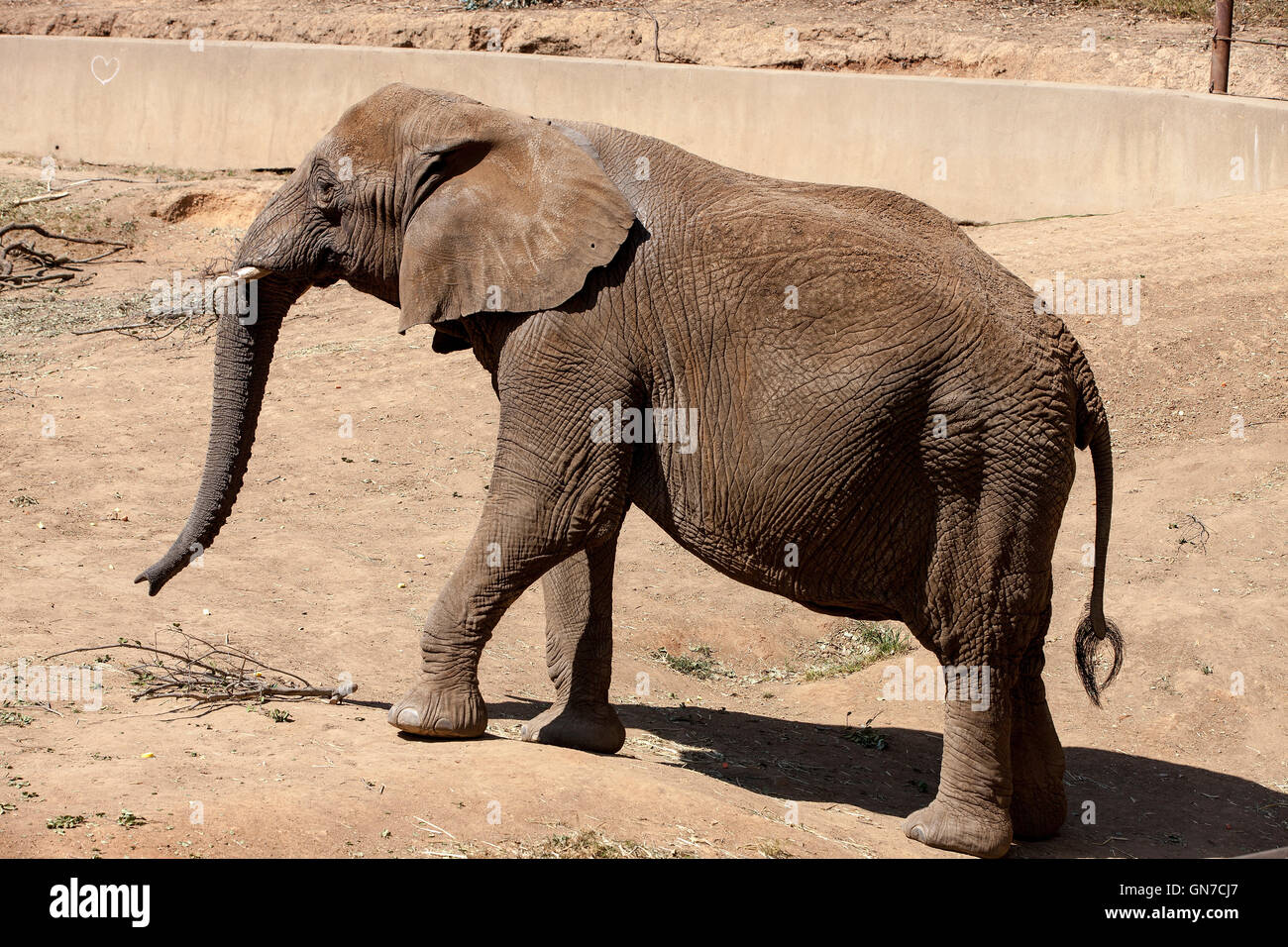 Afrikanischer Elefant (Loxodonta Africana), Oakland Zoo, Oakland, California, Vereinigte Staaten von Amerika Stockfoto