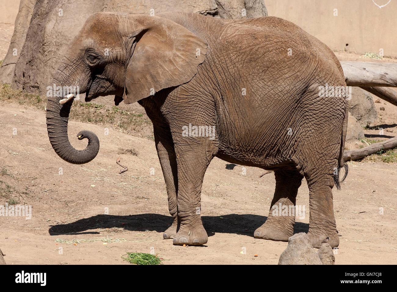Afrikanischer Elefant (Loxodonta Africana), Oakland Zoo, Oakland, California, Vereinigte Staaten von Amerika Stockfoto
