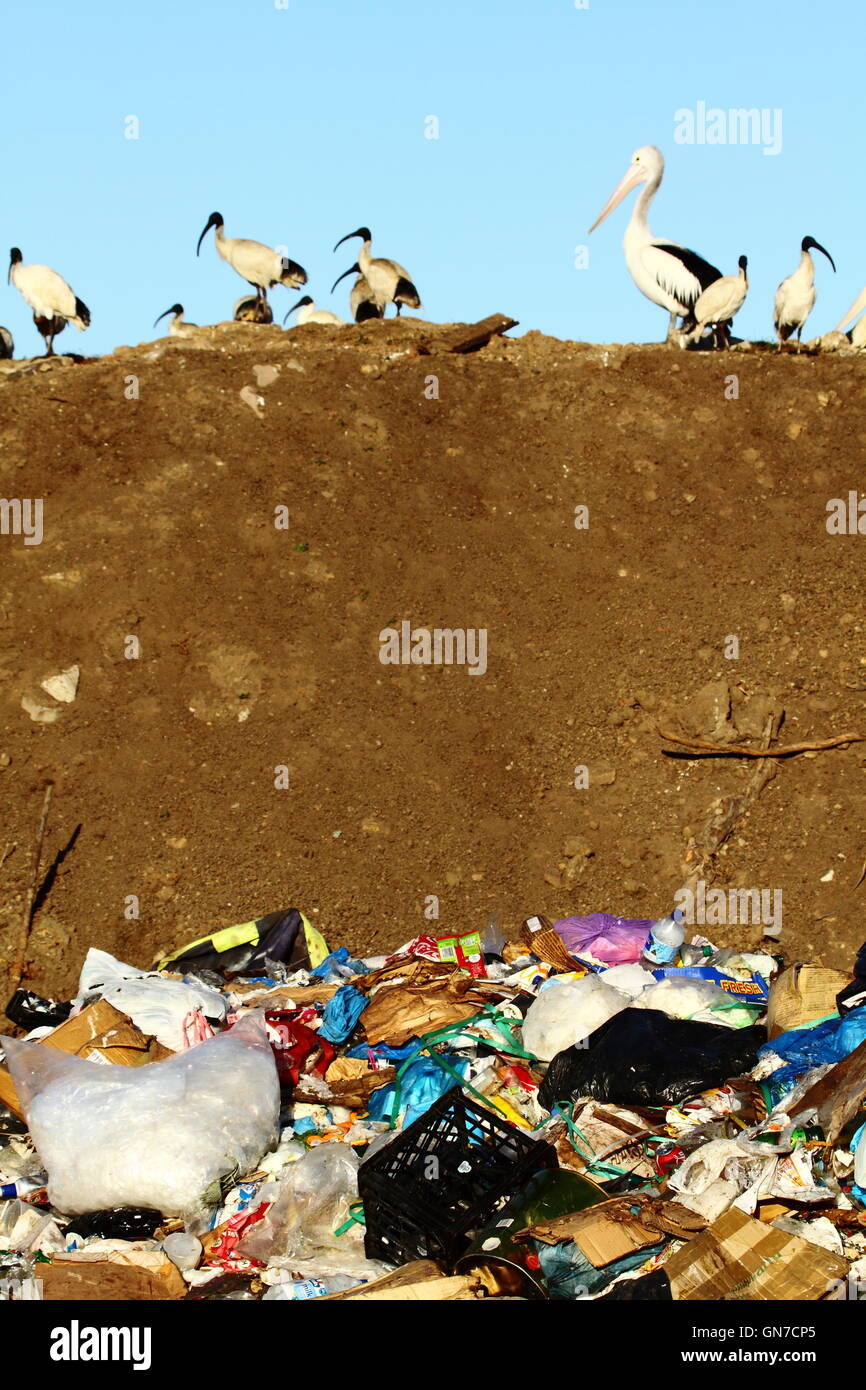 Australische White Ibis Vögel auf Nahrungssuche unter Müll Müll an ein Tipp - oder waste Management Facility - in New South Wales, Australien. Stockfoto