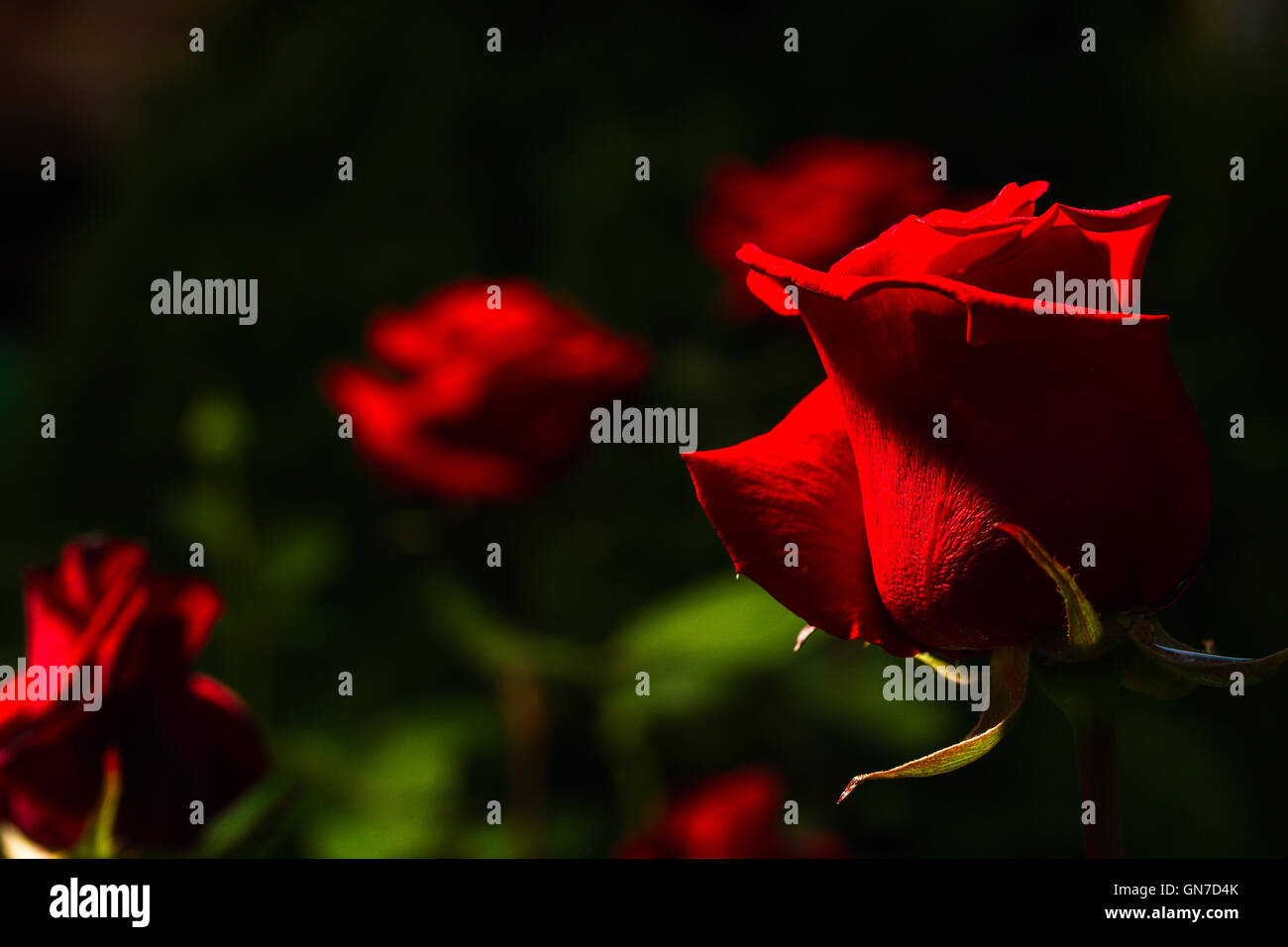 schöne Wild wachsende rote Rosen auf dunklem Hintergrund, lowkey Stockfoto