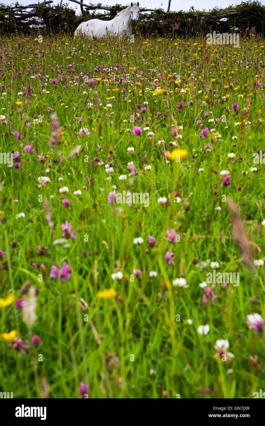 Weißes Pferd im Bereich der Wildblumen, Exmoor, Großbritannien Stockfoto
