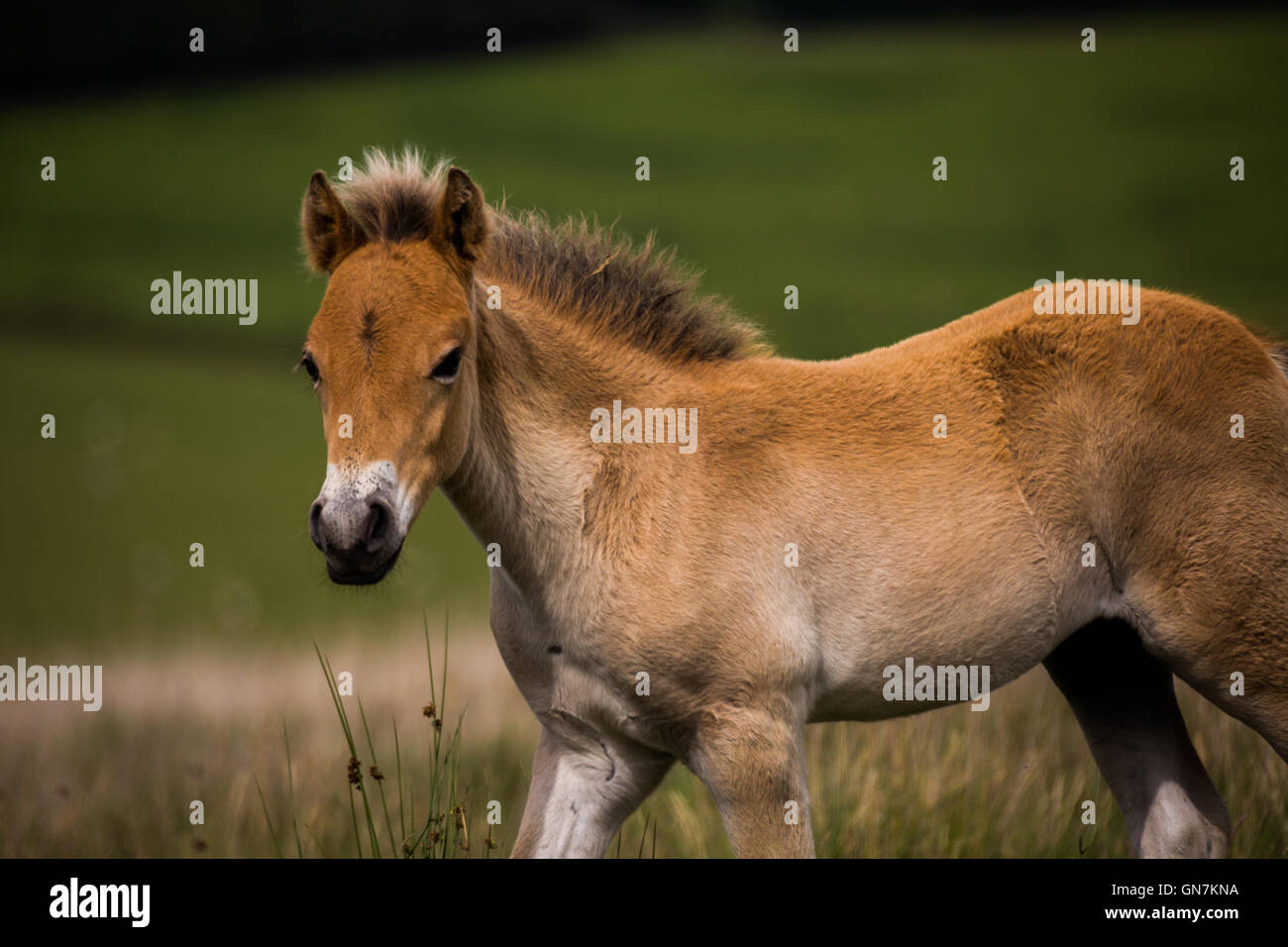 Exmoor Pony Fohlen, Exmoor, Großbritannien. Stockfoto