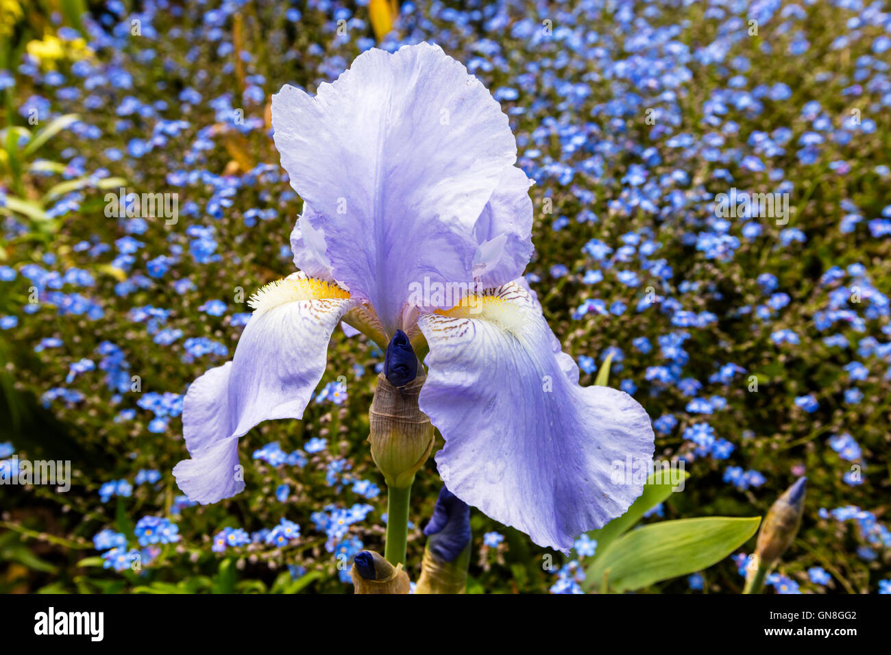 Blass blau Bartiris (Iris Germanica) in voller Blüte in einem Garten Nahaufnahme. Stockfoto