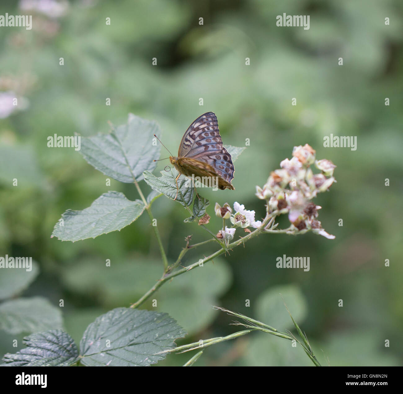 Gewaschene Fritillary Butterfly Valesina Silber Stockfoto