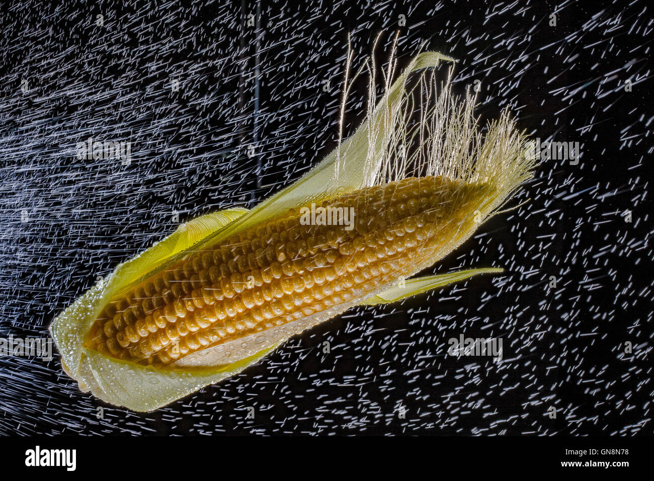 Mais in Spritzer auf schwarzem Hintergrund. Close-up. Eine Reihe von Obst und Gemüse in Bewegung. Stockfoto