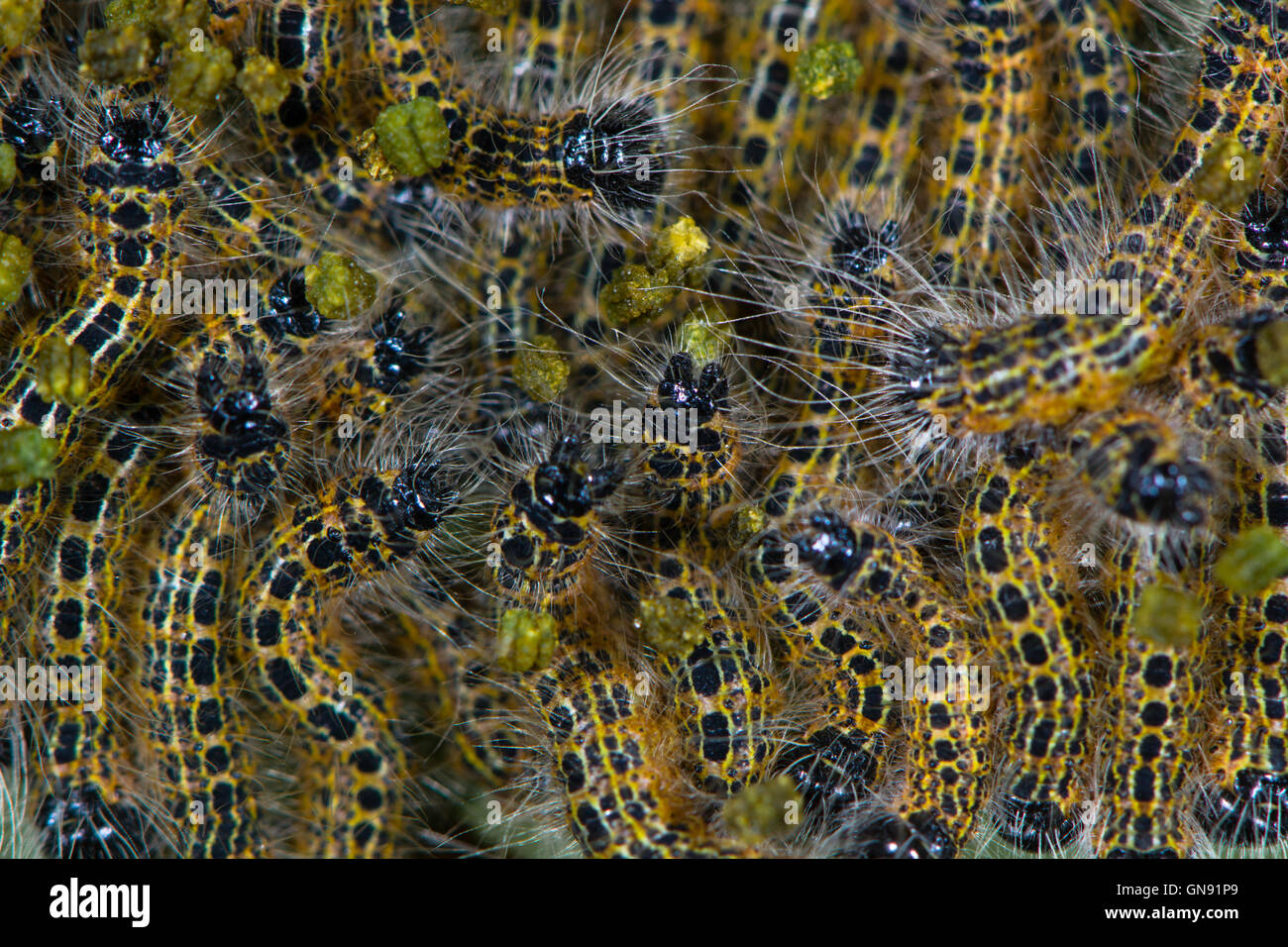 Buff-Tip Motte (Phalera Bucephala) frühen Instar Raupen. Larven in der Familie Notodontidae Fütterung gesellige, mit Fäkalien Stockfoto