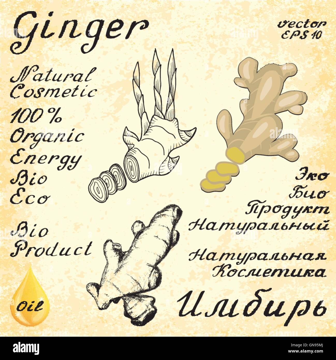 Ginger. Vektor-Set von 3 zeichnen und Hand-Schriftzug. Im englischen und russischen Texten. Eco-Friendly. Stock Vektor