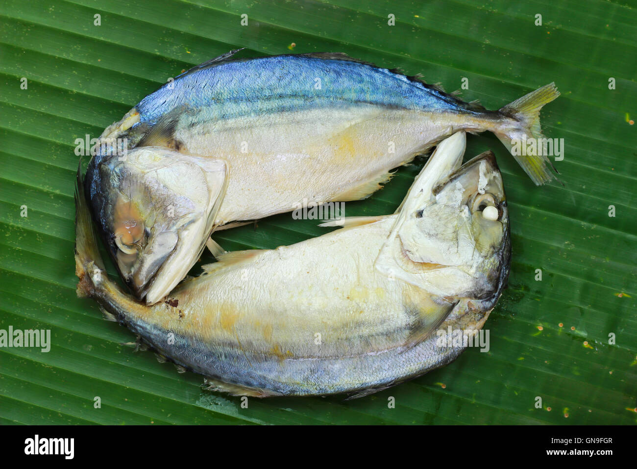 Döbel Makrele auf einem Bananenblatt Stockfoto