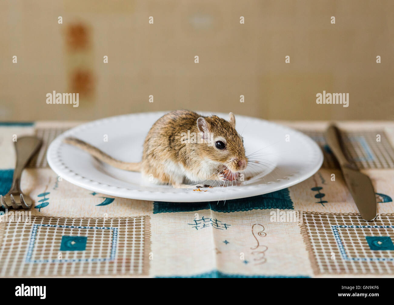 Mongolische Rennmaus Ehave Abendessen auf dem Tisch Stockfoto