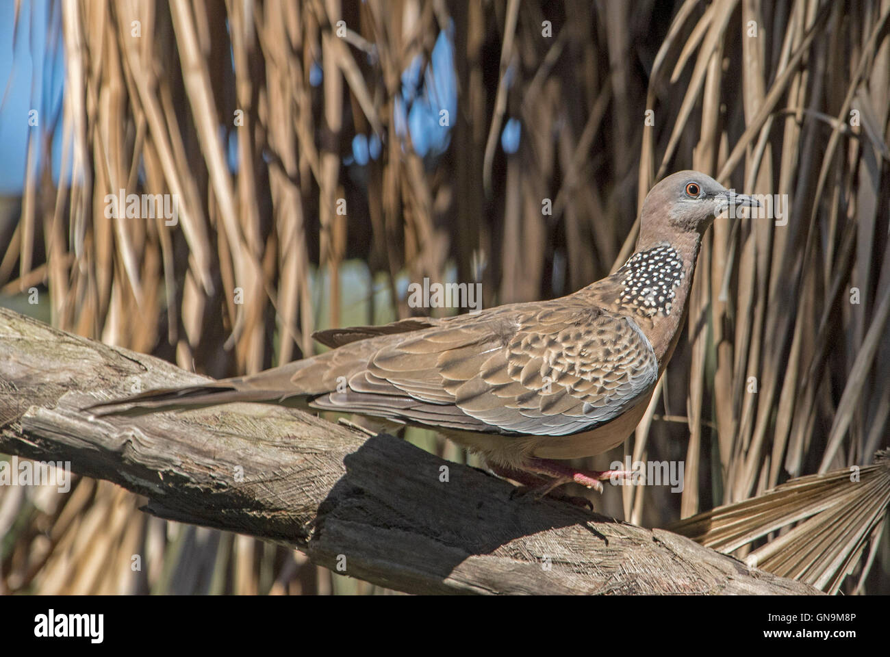 Schöne gefleckte Turteltaube, Streptopelia Chinensis, eingeführten Arten auf einem Ast in freier Wildbahn in Australien Stockfoto