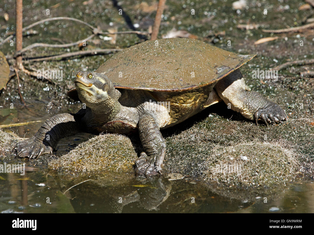 Australische kurz-necked Krefft Schildkröte, Emydura Krefttii, neben Rock und spiegelt sich in Wasser von Burnett River bei Bundaberg Stockfoto