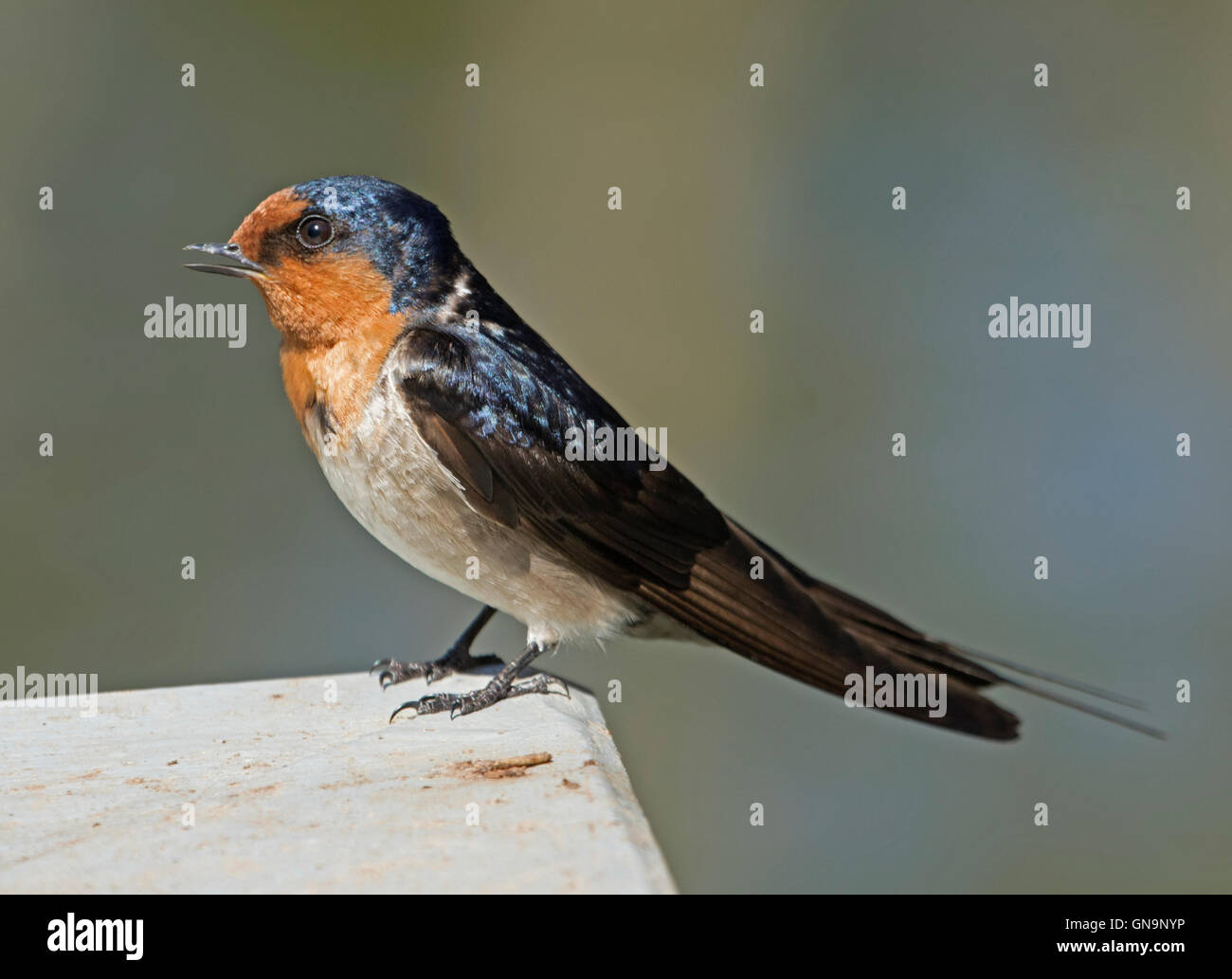 Atemberaubende willkommen mit glänzend schwarzen & orange Gefieder, long-Tail-Federn schlucken & Rechnung offen während Sie zwitschern, auf hellem Hintergrund blau/grau Stockfoto