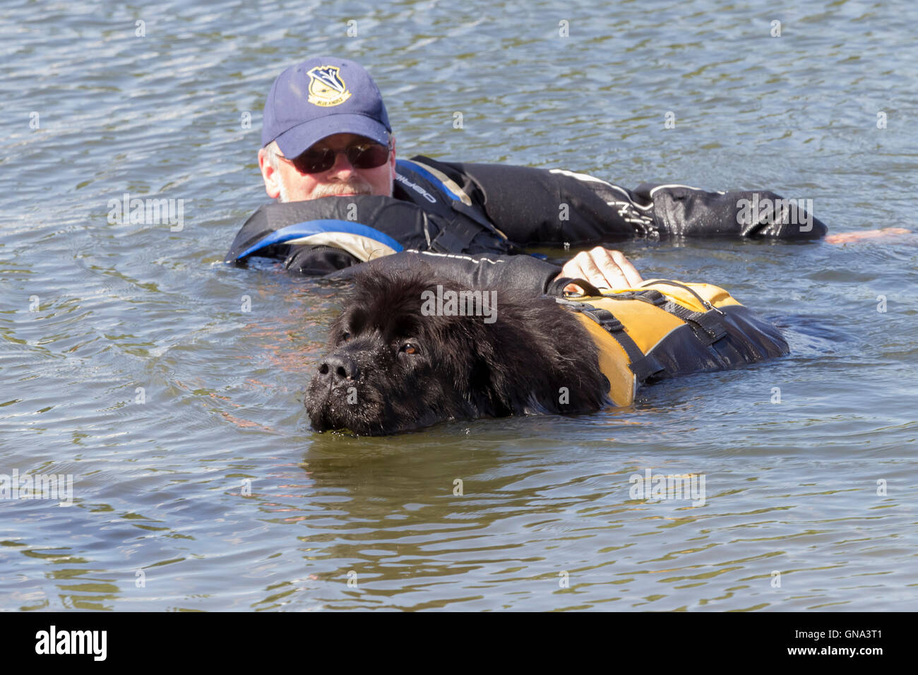 Billing Aquadrome, Northampton, 29. August 2016. Nördlichen Neufundland Club (NNC) Veranstaltung von Rother Valley Training Gruppe arbeiten Neufundland & NNC wohl die Hunde in Aktion zeigen. Der Neufundländer ist ein Arbeitshund. Neufundländern kann schwarz, braun, weiß und schwarz oder grau. Sie wurden ursprünglich gezüchtet und verwendet als Gebrauchshund für die Fischer in der Herrschaft von Neufundland Credit: Keith J Smith. / Alamy Live News Stockfoto