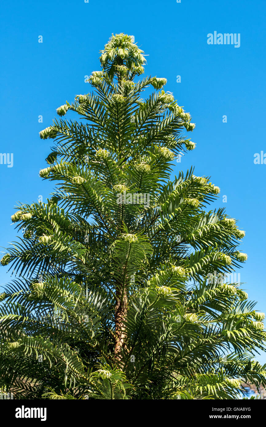 Wollemi Pine, Wollemia Nobilis, ein Baum vermutlich ausgestorben, jetzt als ein lebendes Fossil. Stockfoto