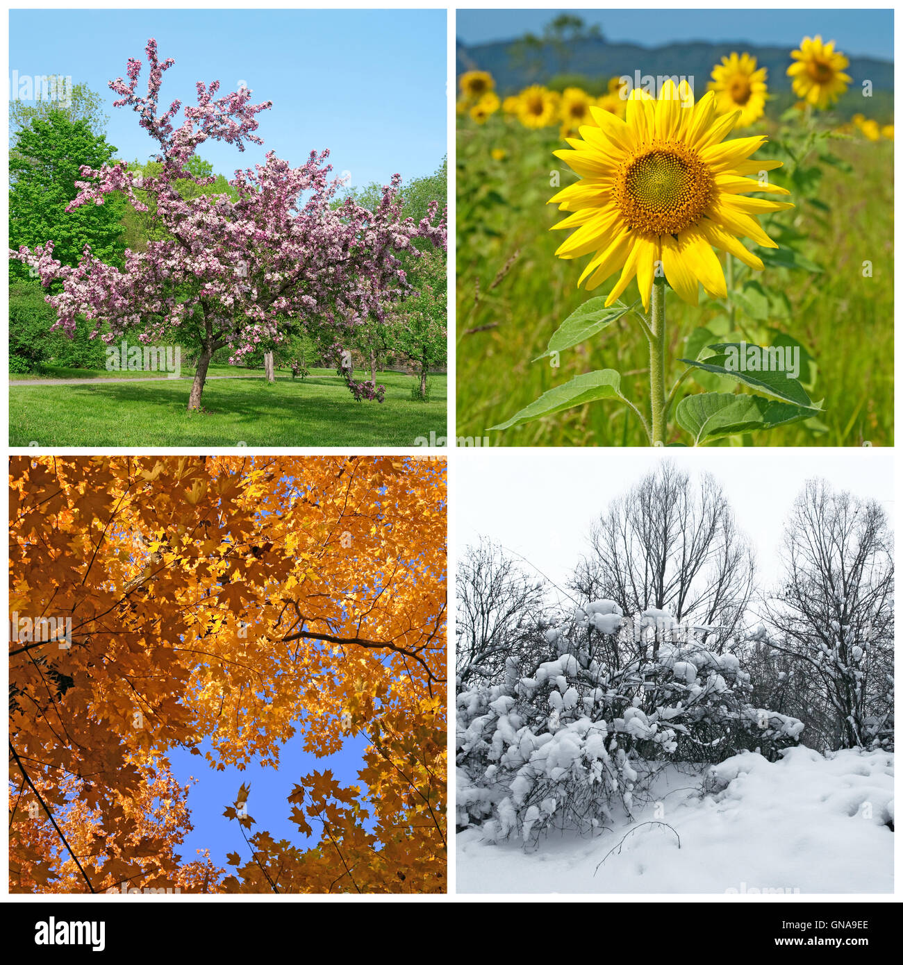 Frühling, Sommer, Herbst und Winter. Vier Jahreszeiten. Stockfoto