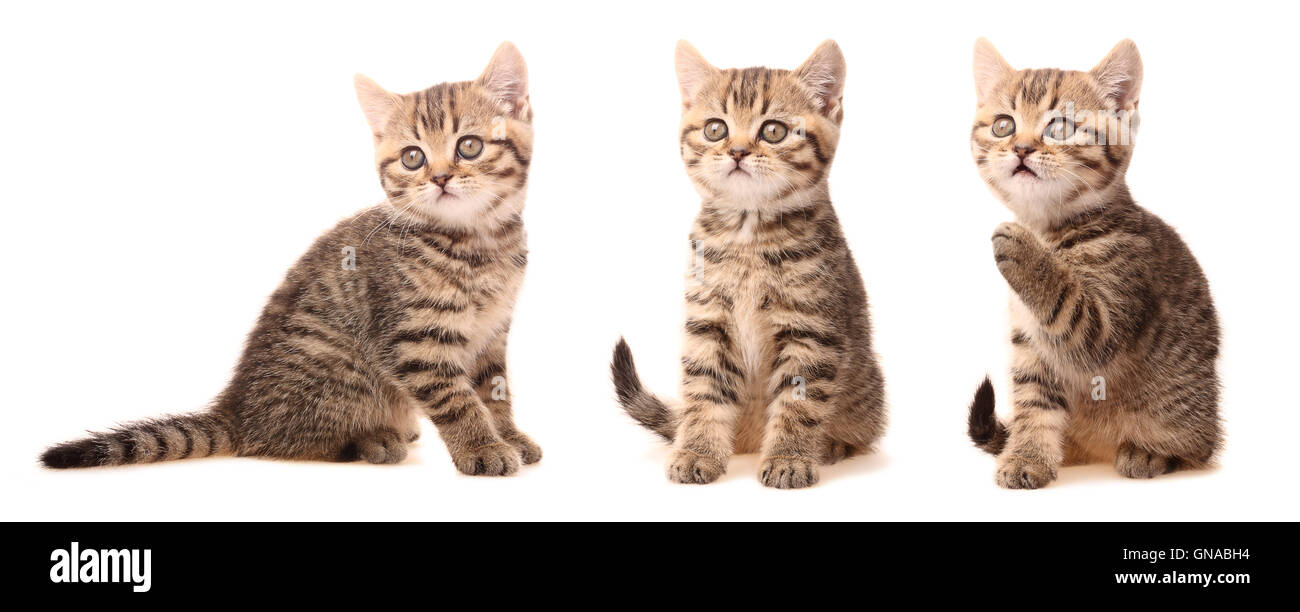 Schottische Kätzchen in verschiedenen Posen Stockfoto