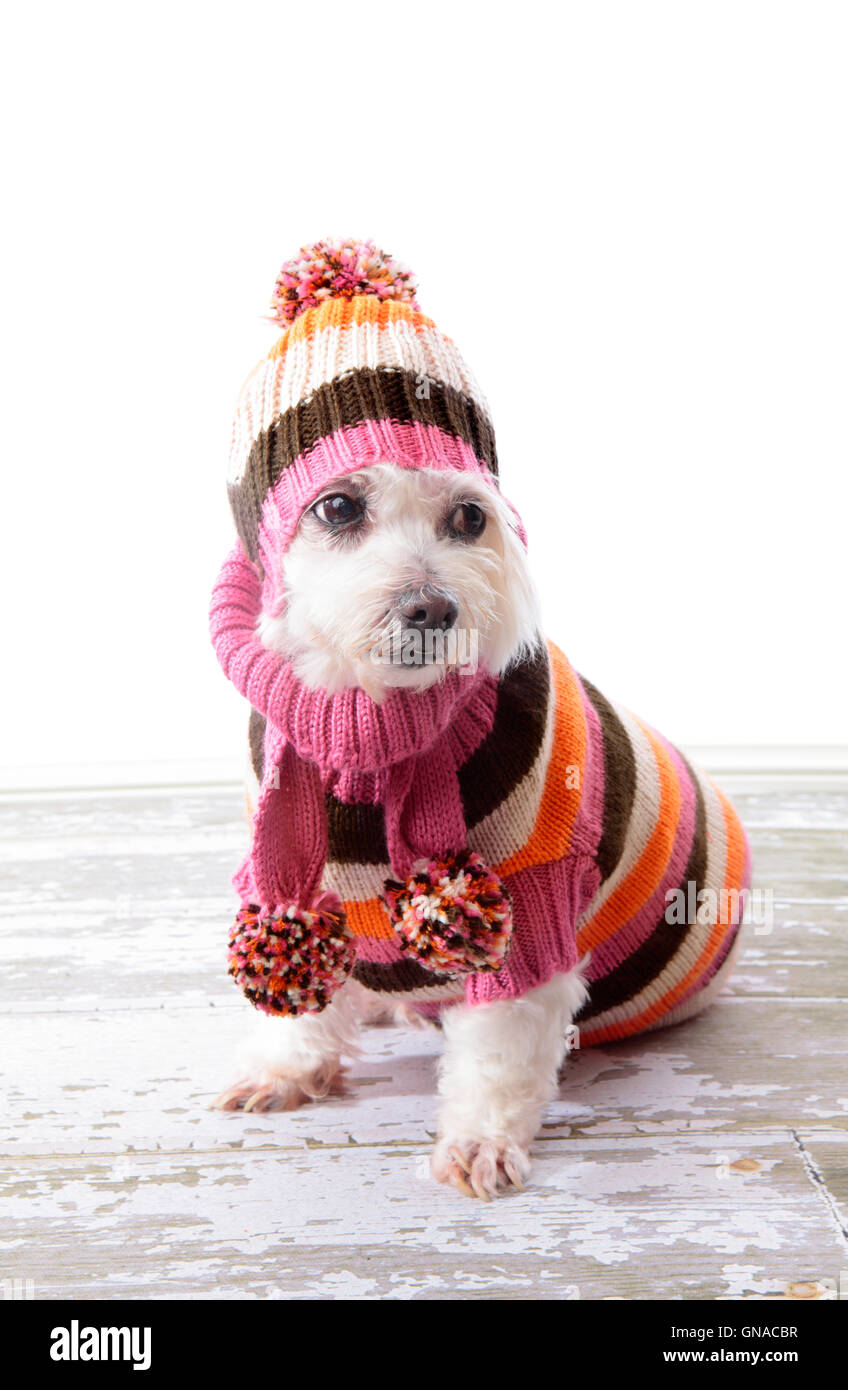 Entzückende Hund tragen Winter Pullover Stockfoto
