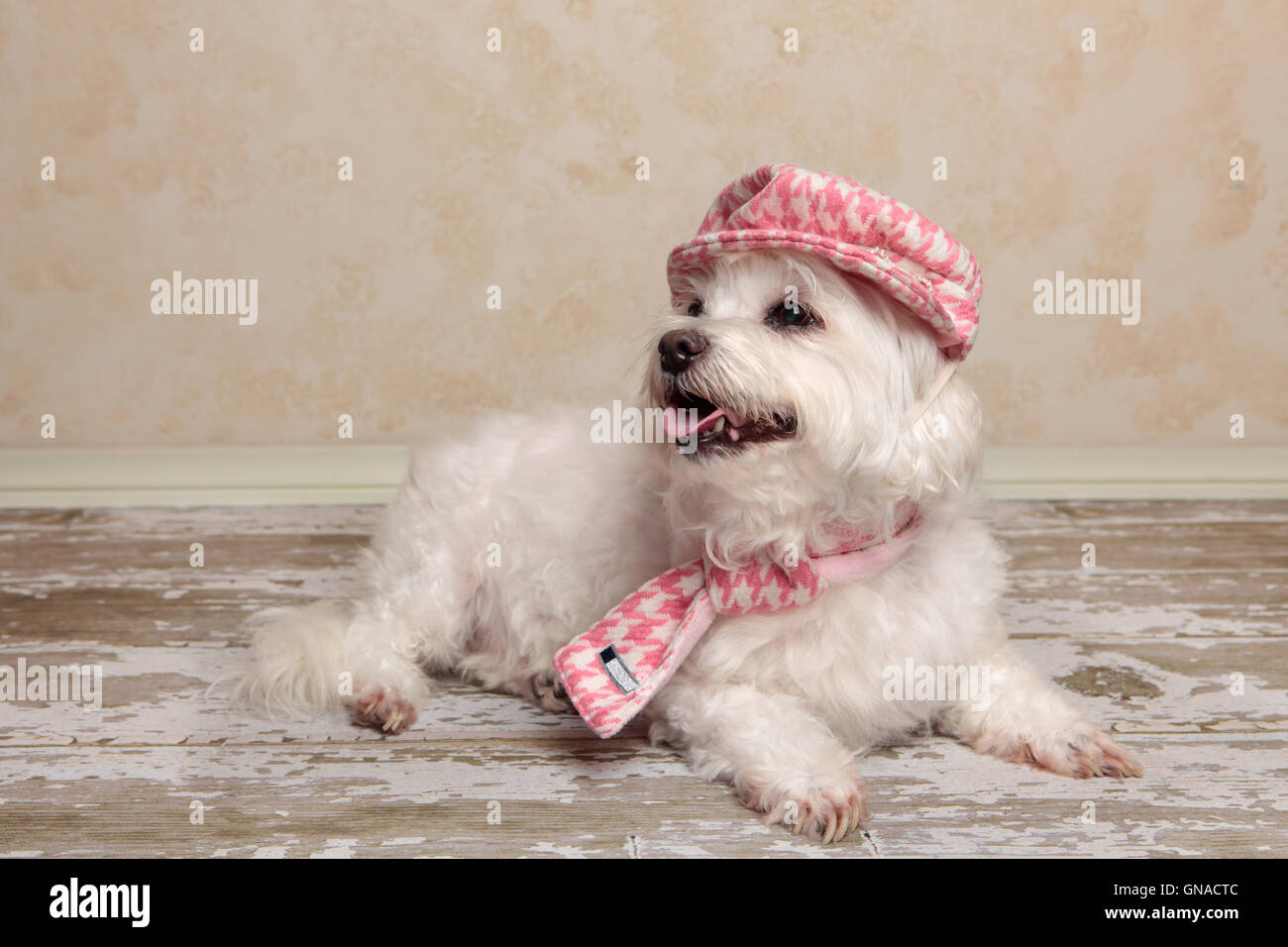 Niedlichen Hund auf rustikalen Holzboden Stockfoto