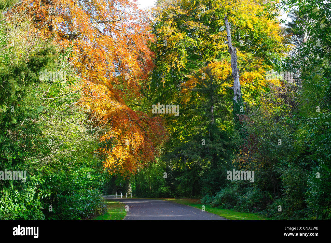 Schöne Herbst-Park an einem sonnigen Tag Stockfoto