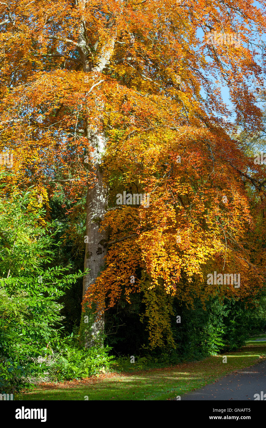 Schöner Herbst Baum an einem sonnigen Tag Stockfoto