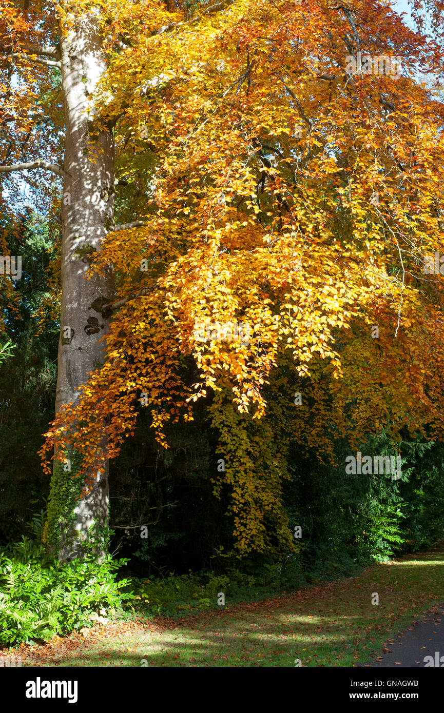 Schöner Herbst Baum an einem sonnigen Tag Stockfoto