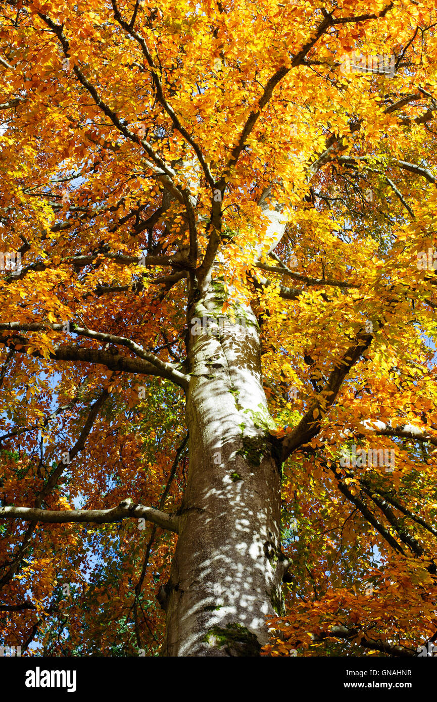 Schönen Herbst Bäume an einem sonnigen Tag Stockfoto