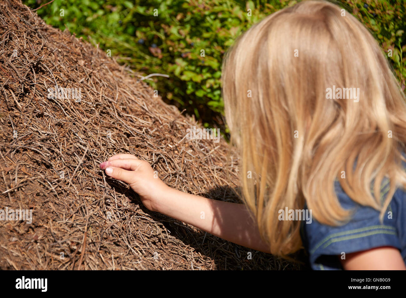 Kind blondes Mädchen Erkundung und Studium der Ameisenhaufen im Wald. Stockfoto