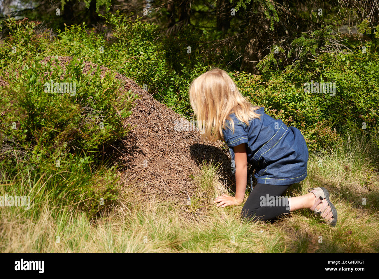 Kind blondes Mädchen Erkundung und Studium der Ameisenhaufen im Wald. Stockfoto