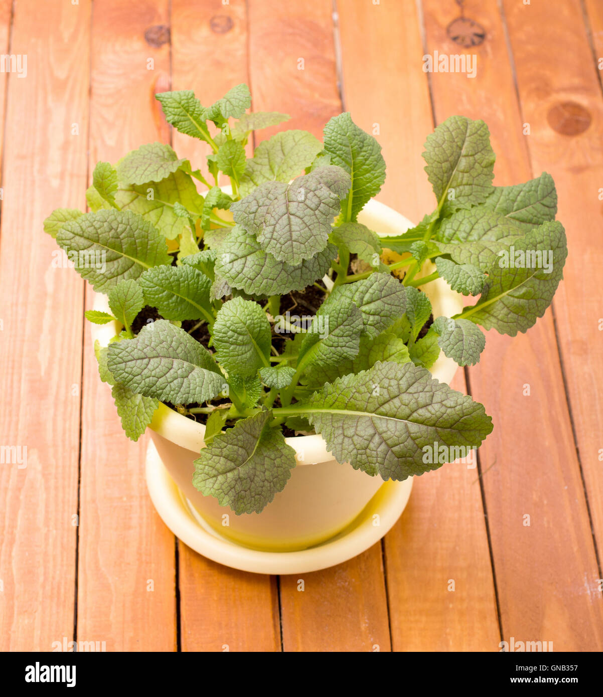 Wachsende Senf grünen Salat Stockfoto