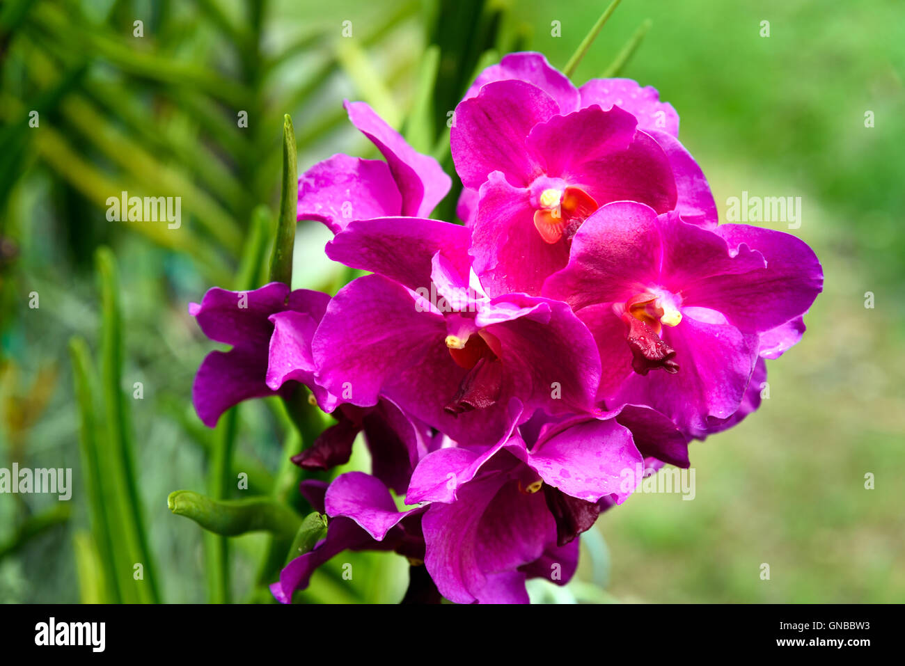 Vanda Taib Orchideen blühen im Garten. Stockfoto