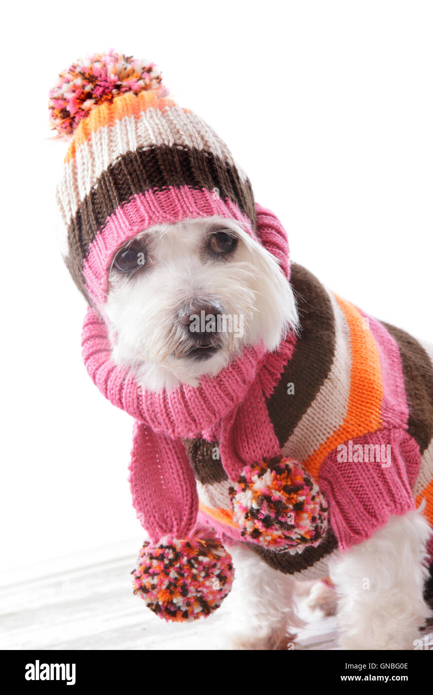 Warmen Hund trägt gestrickte Mütze und jumper Stockfoto