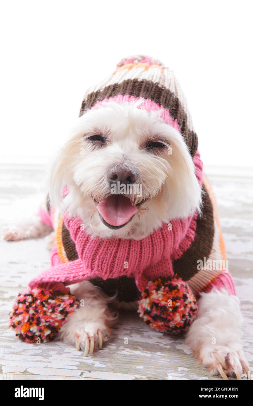 Happy Dog in warmen wollenen Pullover und Schal Stockfoto