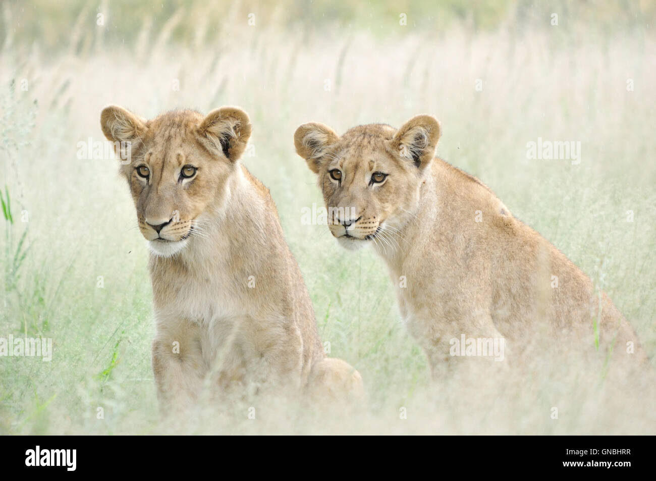 Löwenbabys in der Kalahari Stockfoto