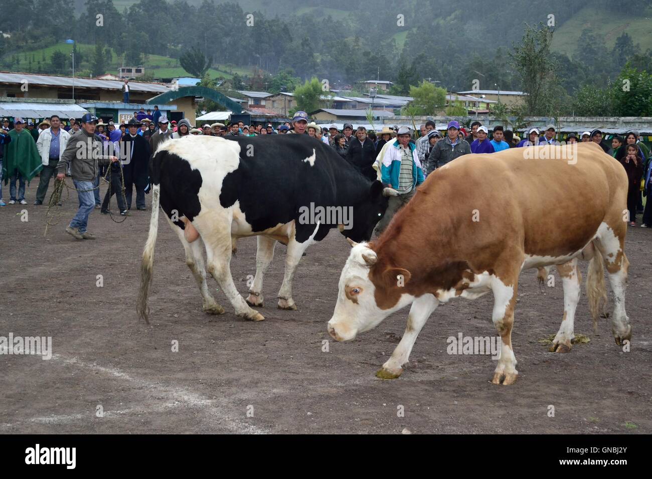 Wetten Stierkampf - landwirtschaftliche Messe - Fiestas Det la Virgen del Carmen (Independence Day) in Sapalache - PERU Stockfoto