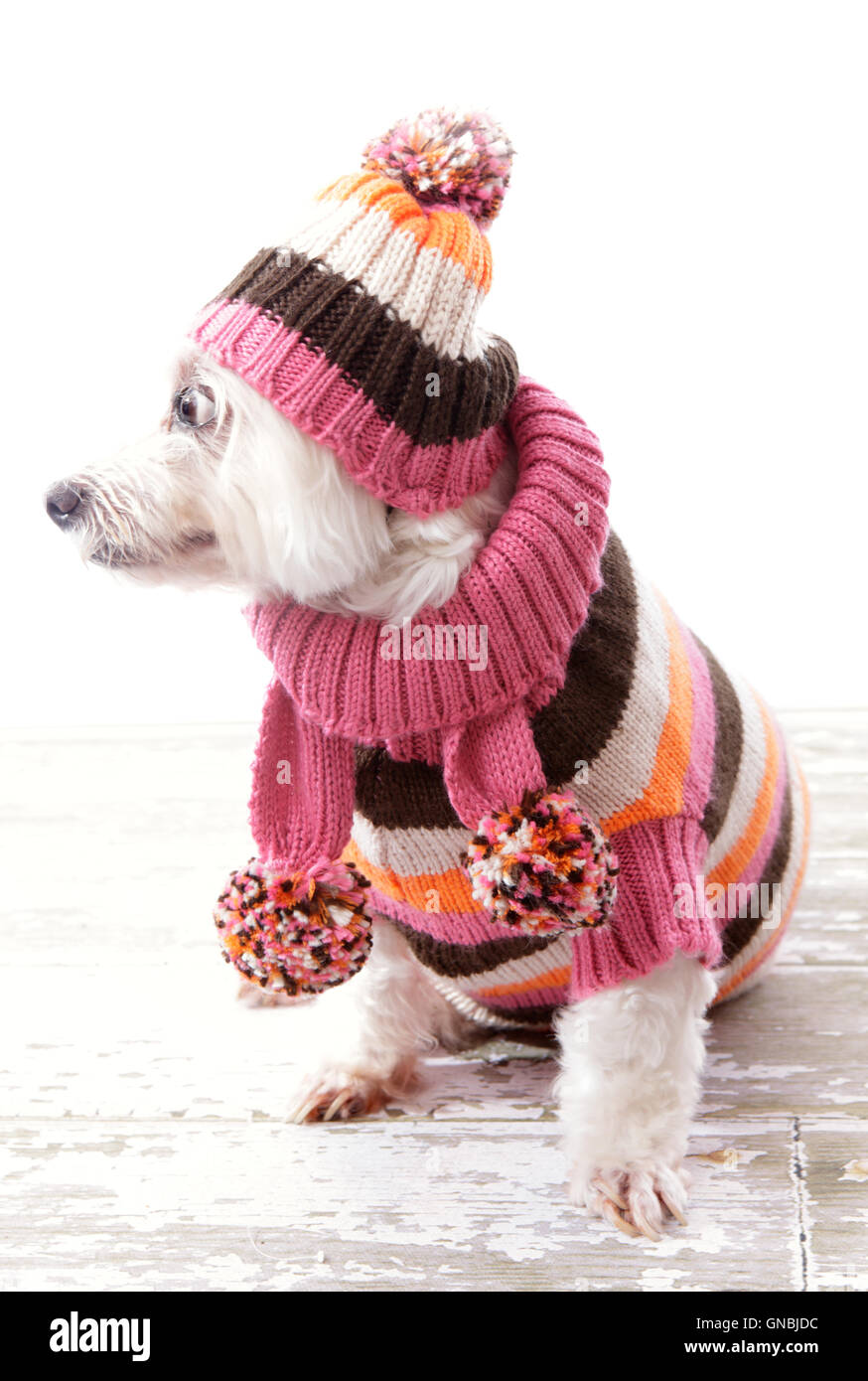 Hund tragen Winter Pullover Mütze Schal Stockfoto