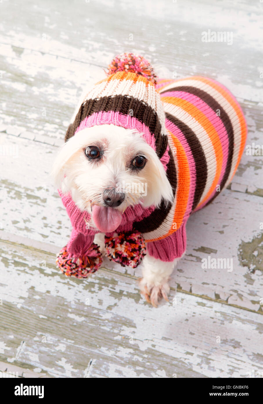 Kleine Terrier tragen Wintermode Stockfoto