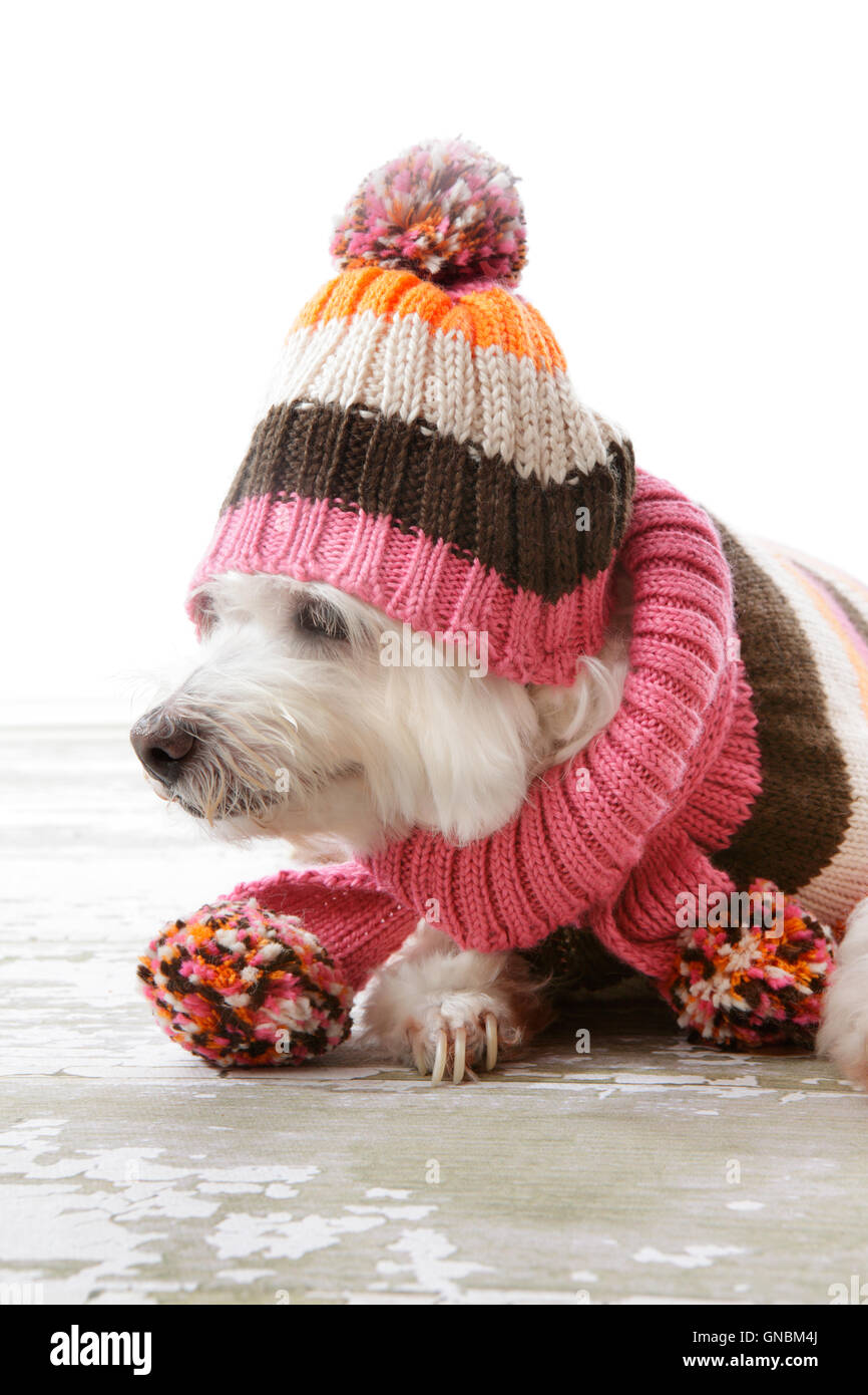 Hund trägt Winter Wollkleidung Stockfoto
