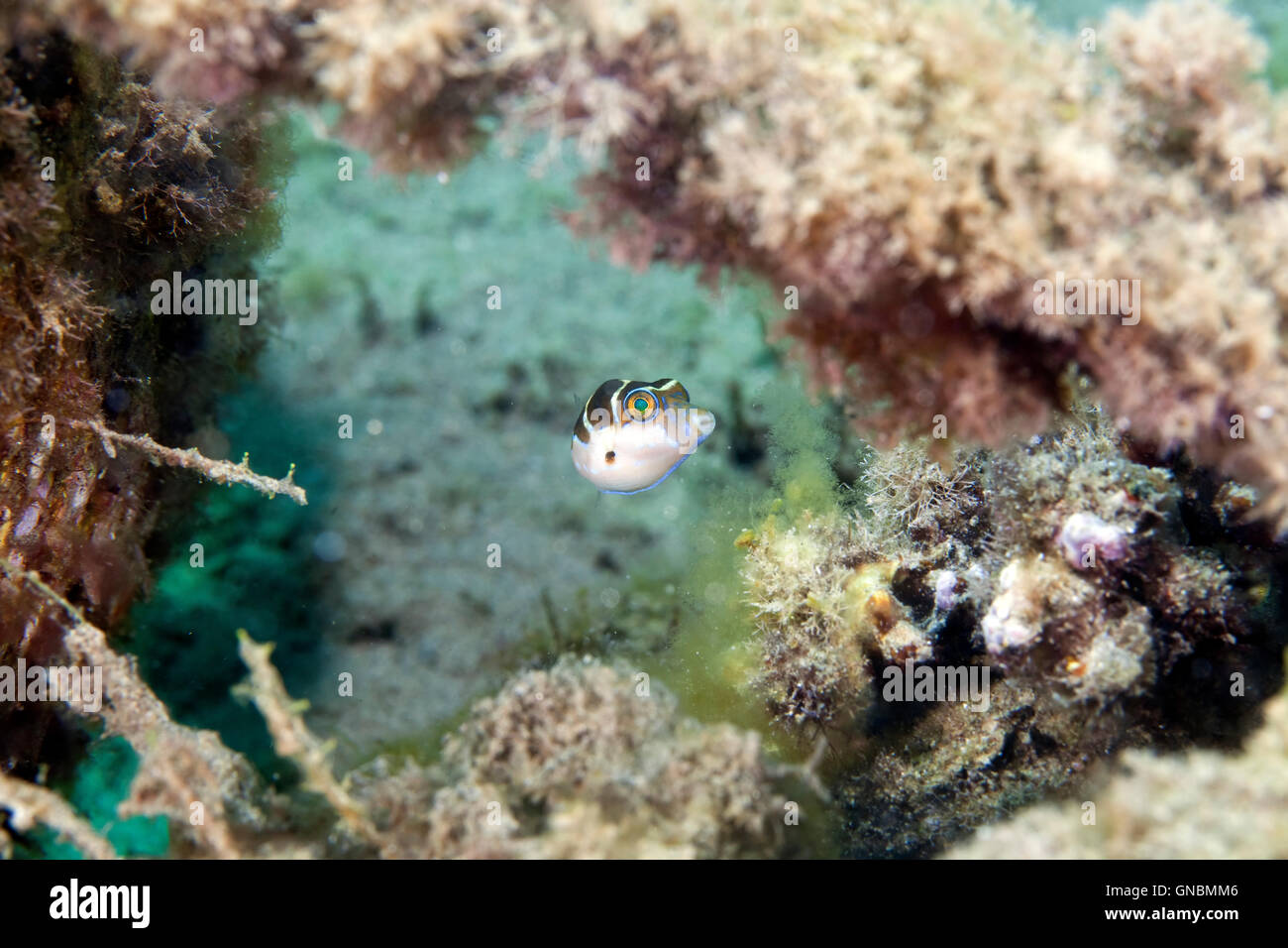 Blacksaddle Toby Mimik (Paraluteres Prionurus) im Roten Meer. Stockfoto