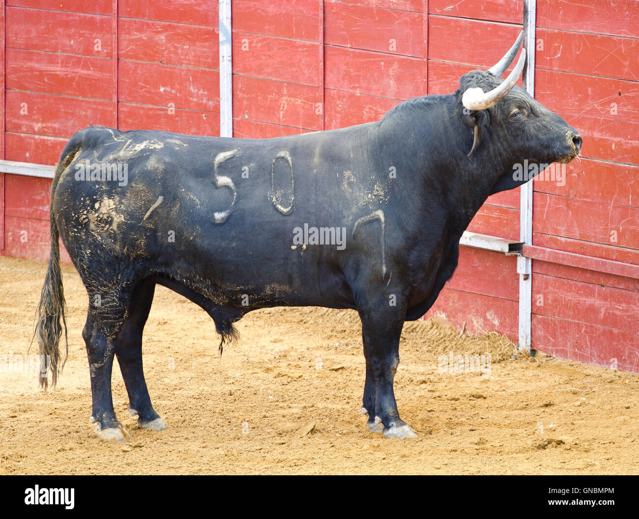 mächtige Stier mit großen Hörnern spanischen Stierkampf. Matador in Madri Stockfoto