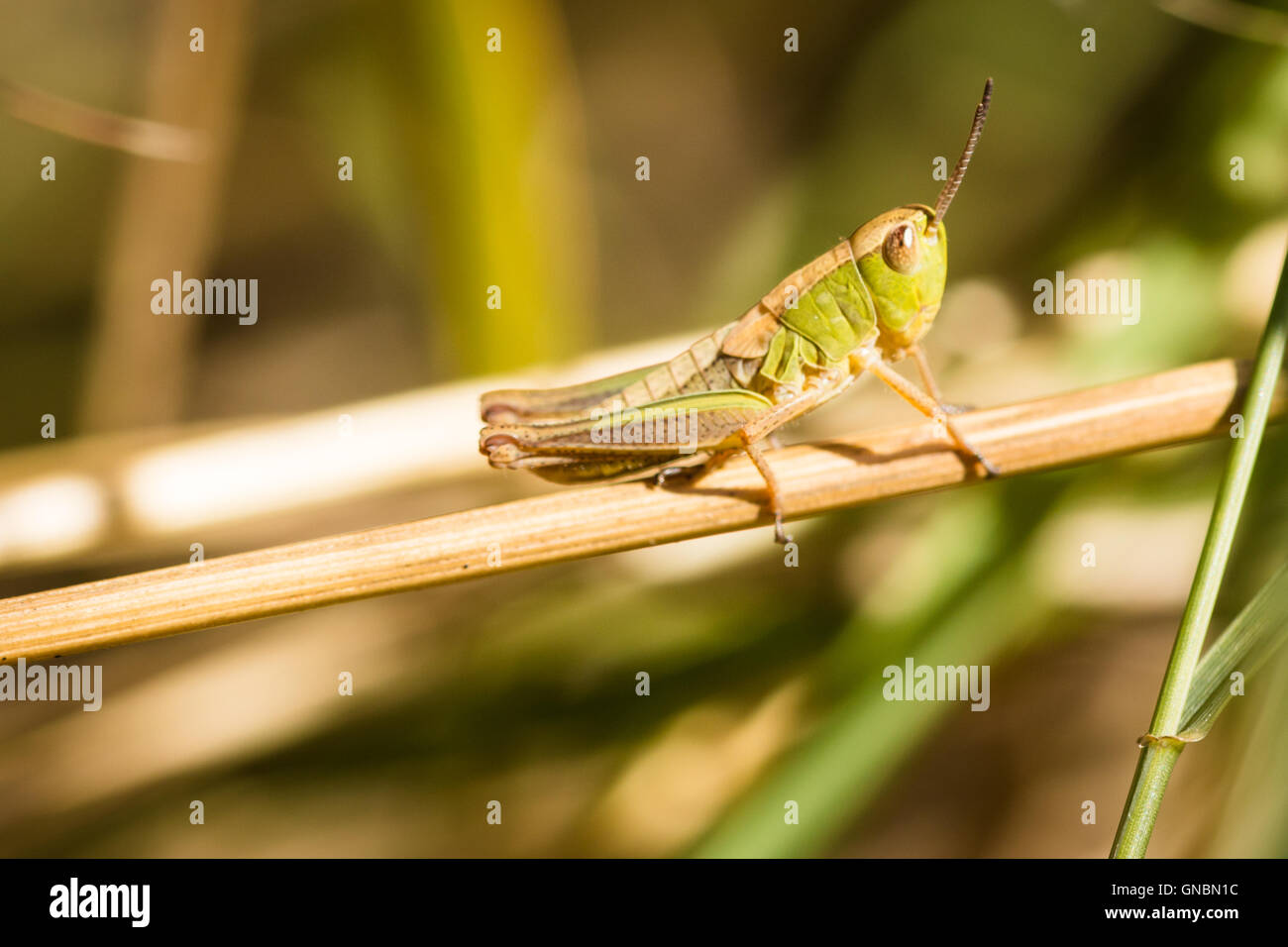 Grüne Heuschrecke sitzen auf einem stick Stockfoto