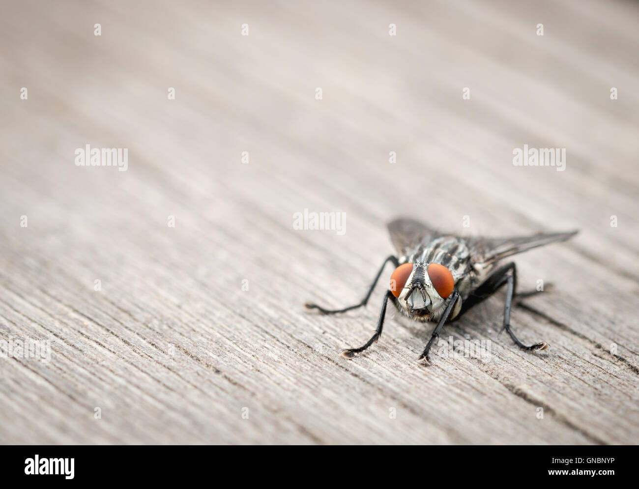 schwarze Fliege mit roten Augen, Nahaufnahme Stockfoto